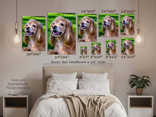 Pet Photography Session