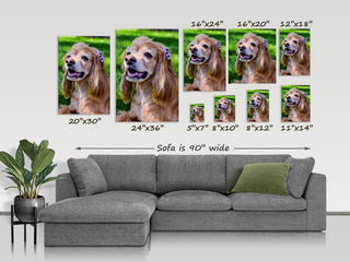 Pet Photography Session